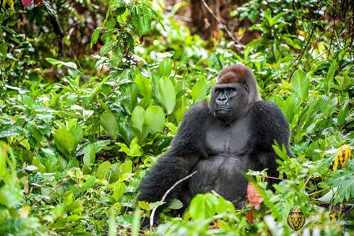Reserve Naturelle de Gorilles de Lesio-Louna-Lefini in Brazzaville, Republic of Congo