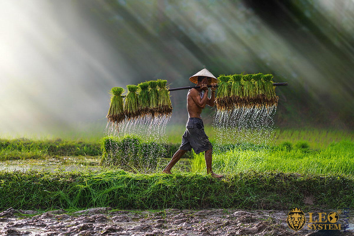Asian farmer goes with rice seedlings for planting
