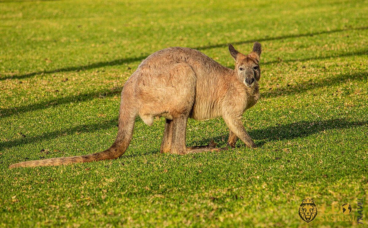 Image of Antilopine Kangaroo, Australia