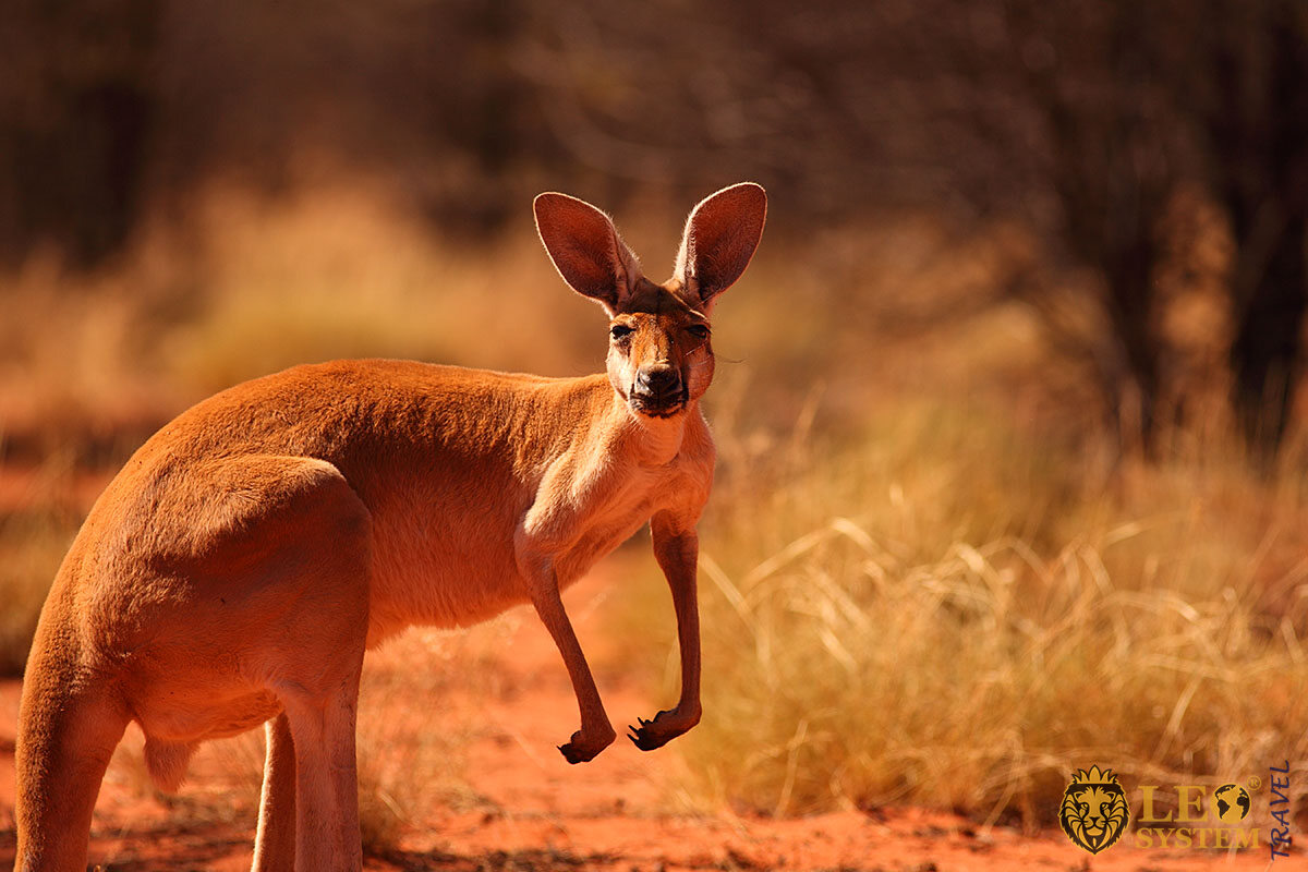 Red Kangaroo - photo from Australia