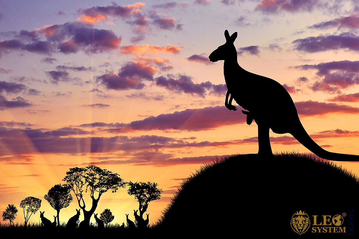 Image of a kangaroo at sunset in Australia