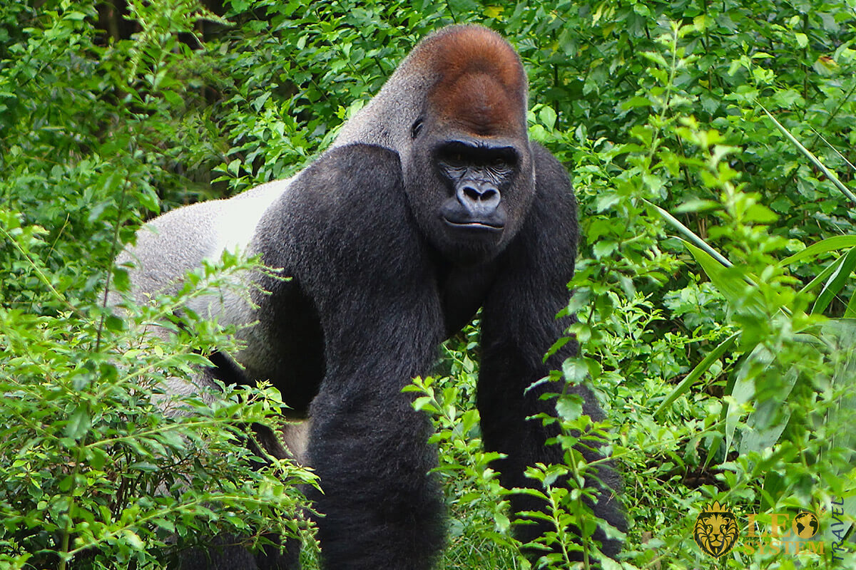 Image of a large gorilla in the city of Kinshasa, Republic of the Congo
