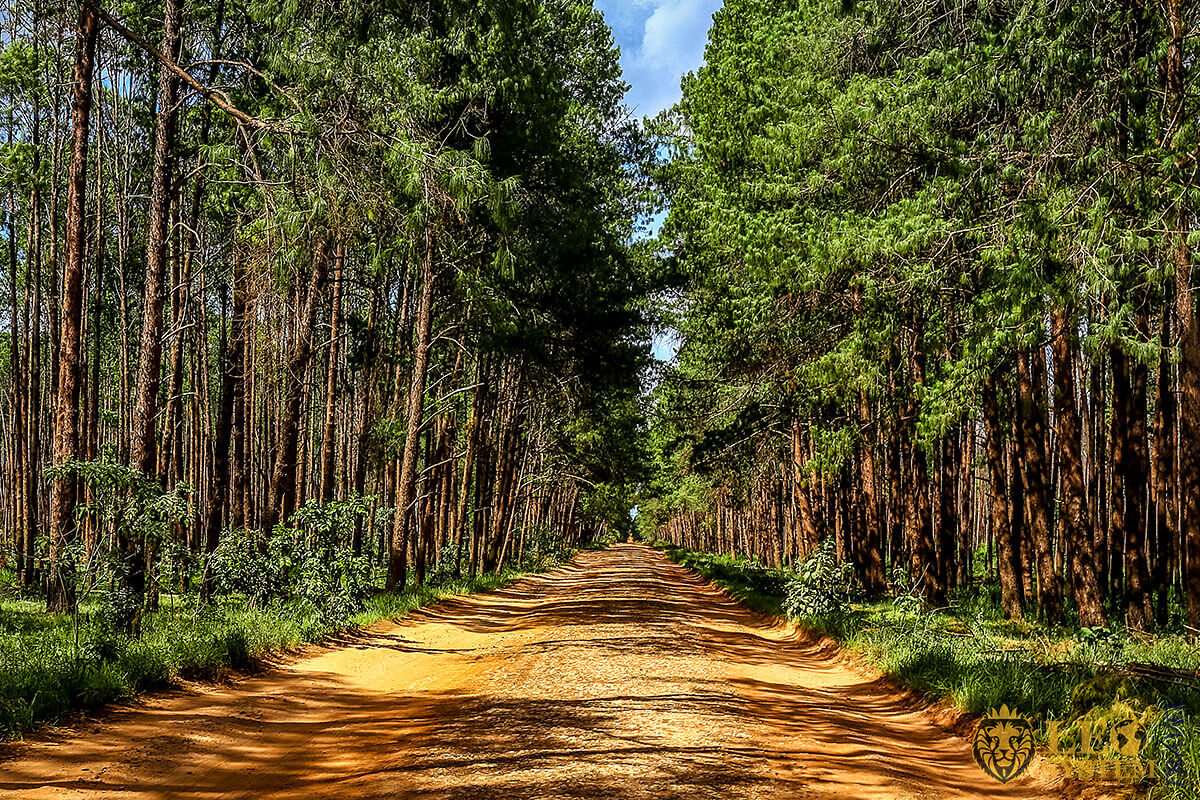 Image of a dense forest and road in city of Huambo, Angola