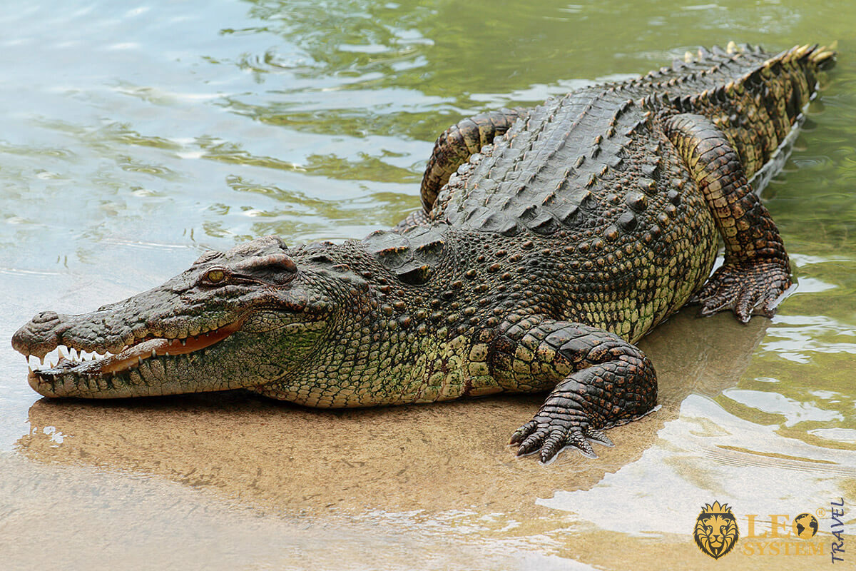 Image of a crocodile, city of Lubumbashi, Republic of the Congo