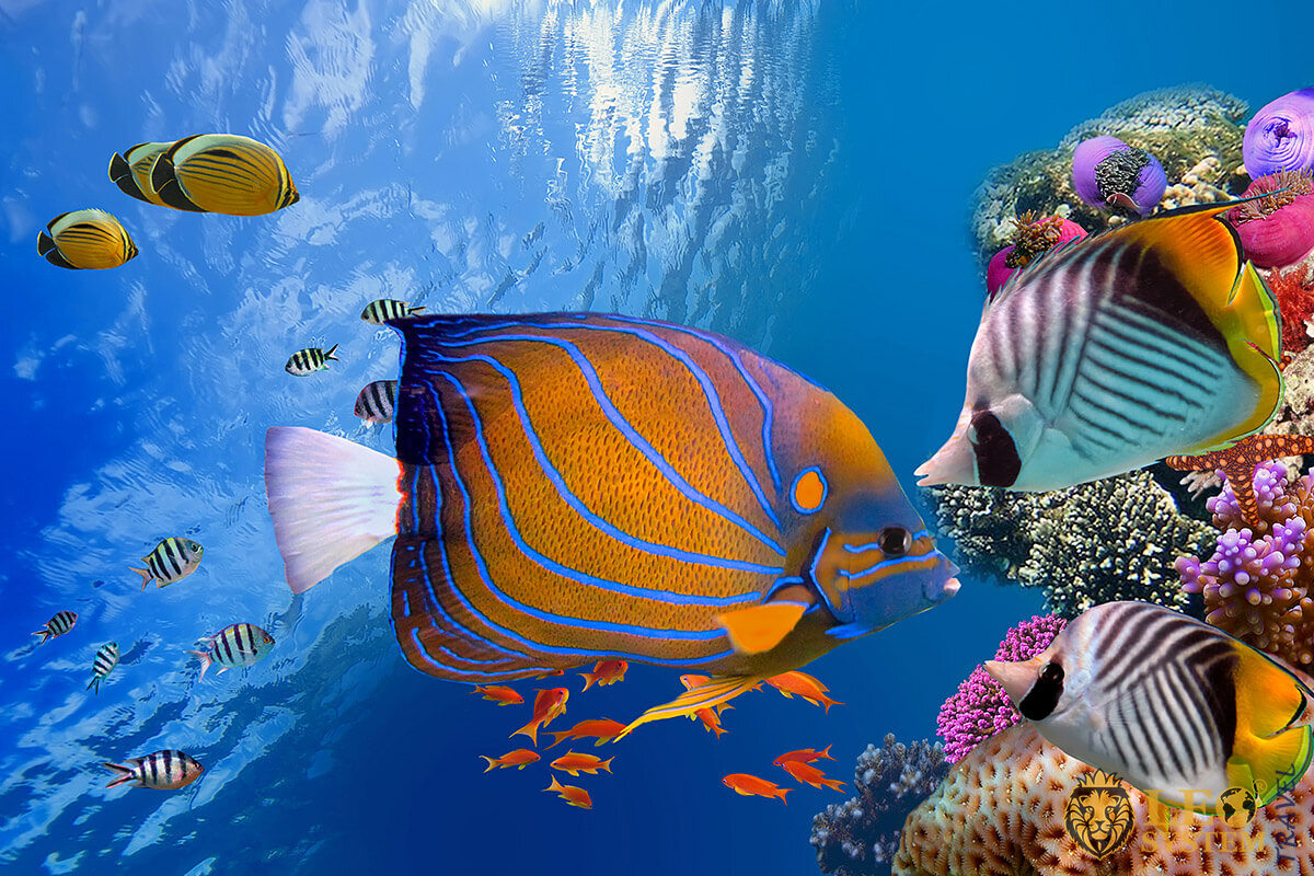 Beautiful underwater world with corals and fish, Hurghada, Egypt