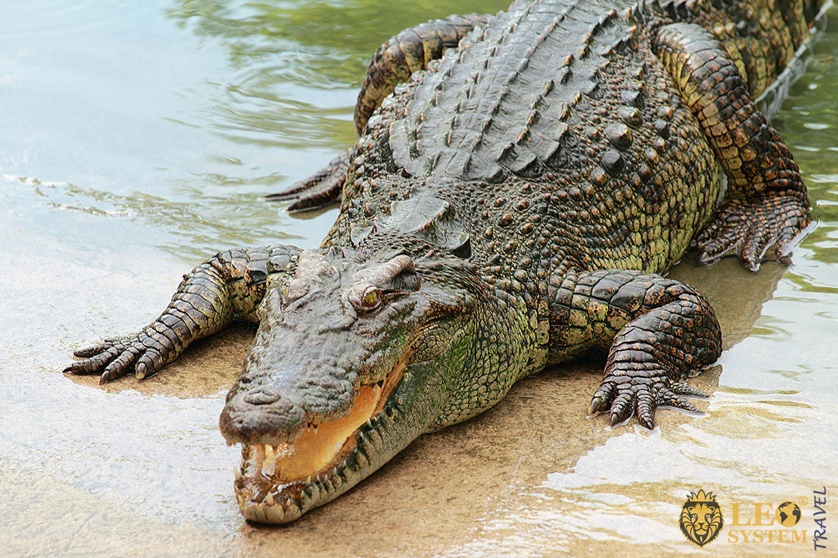 Image of a large Crocodile emerging from the water