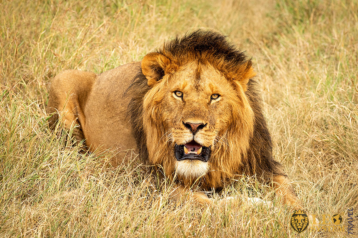 Wild Lion lies on the grass, Africa