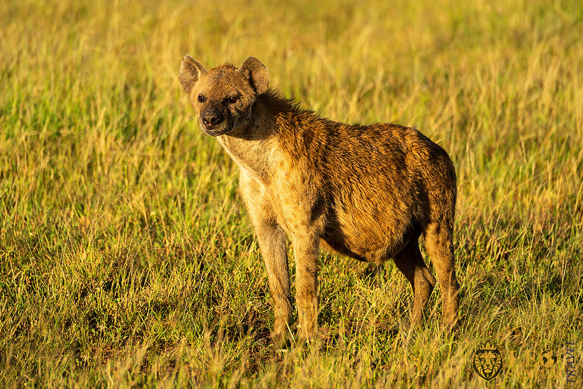 The predatory Hyena looks ahead carefully, African Territory