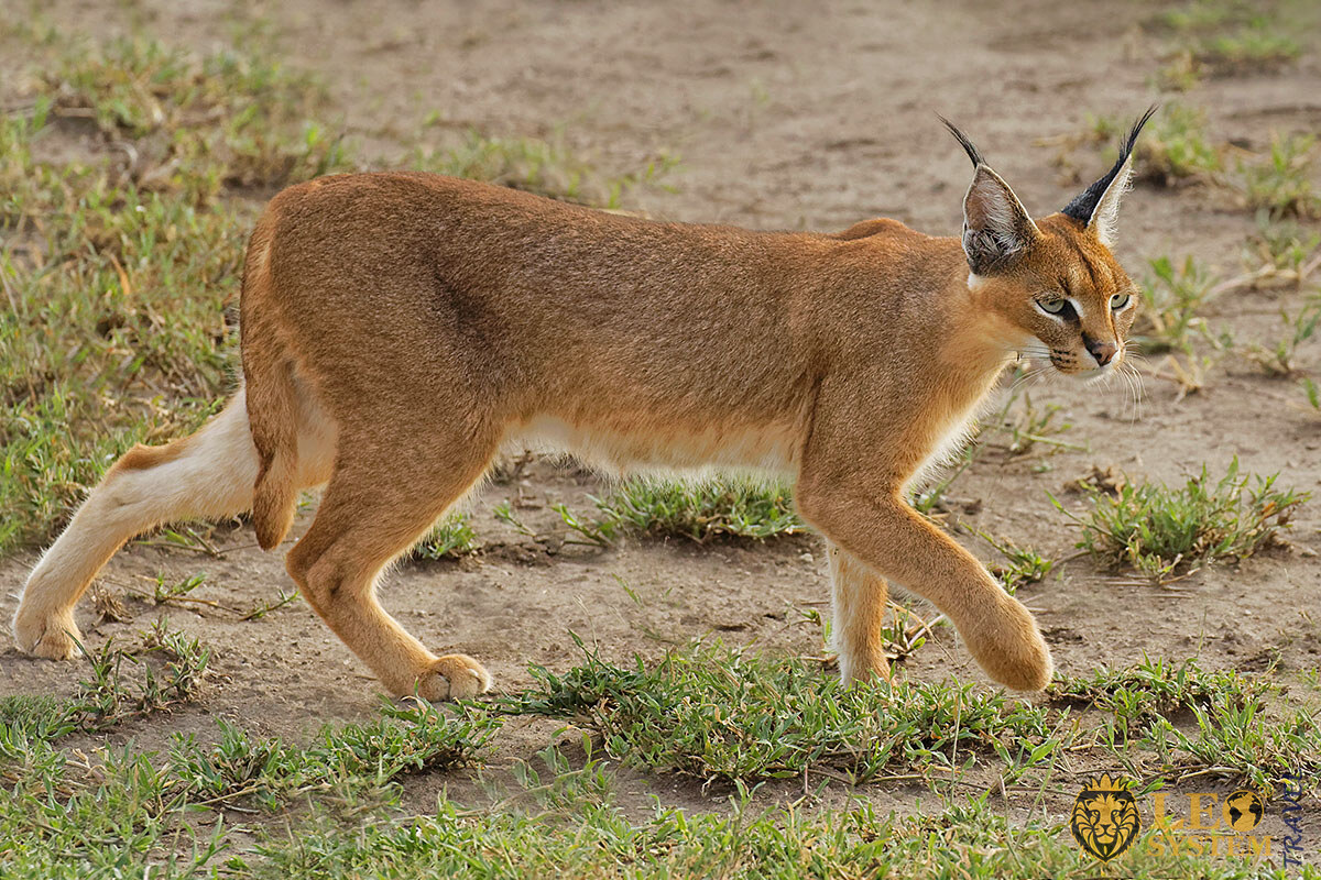 Image of a Caracal walking on the grass, African Continent