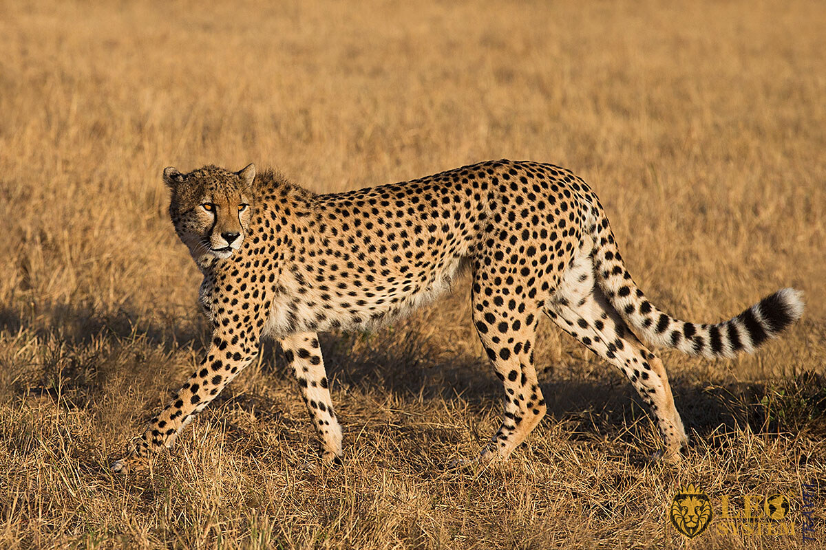 Image of a slender Cheetah, Africa