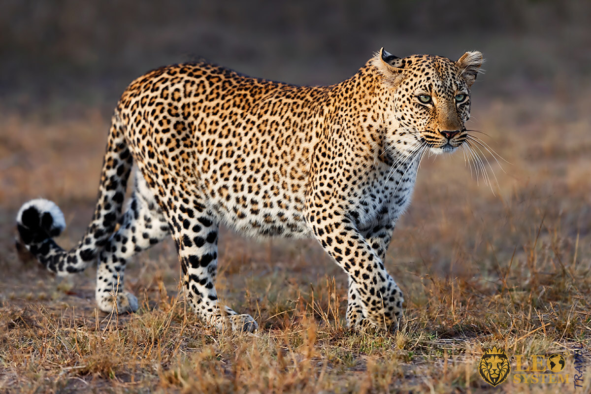 Beautiful spotted Leopard is walking gracefully
