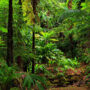 Image of dense forest in Australia