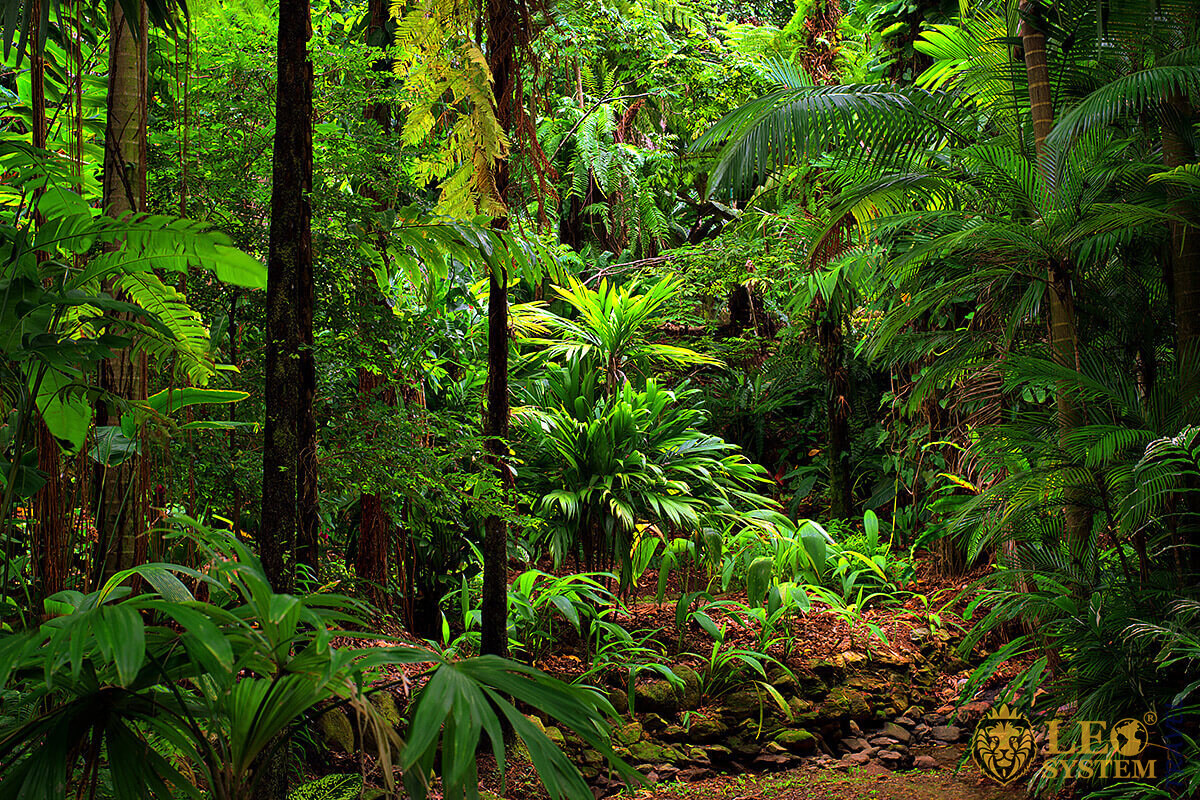 Image of dense forest in Australia