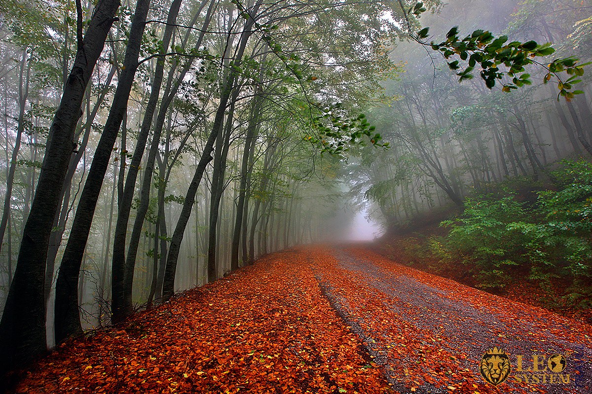 Fabulous view in the forest at the moment of fog, Kavala, Greece
